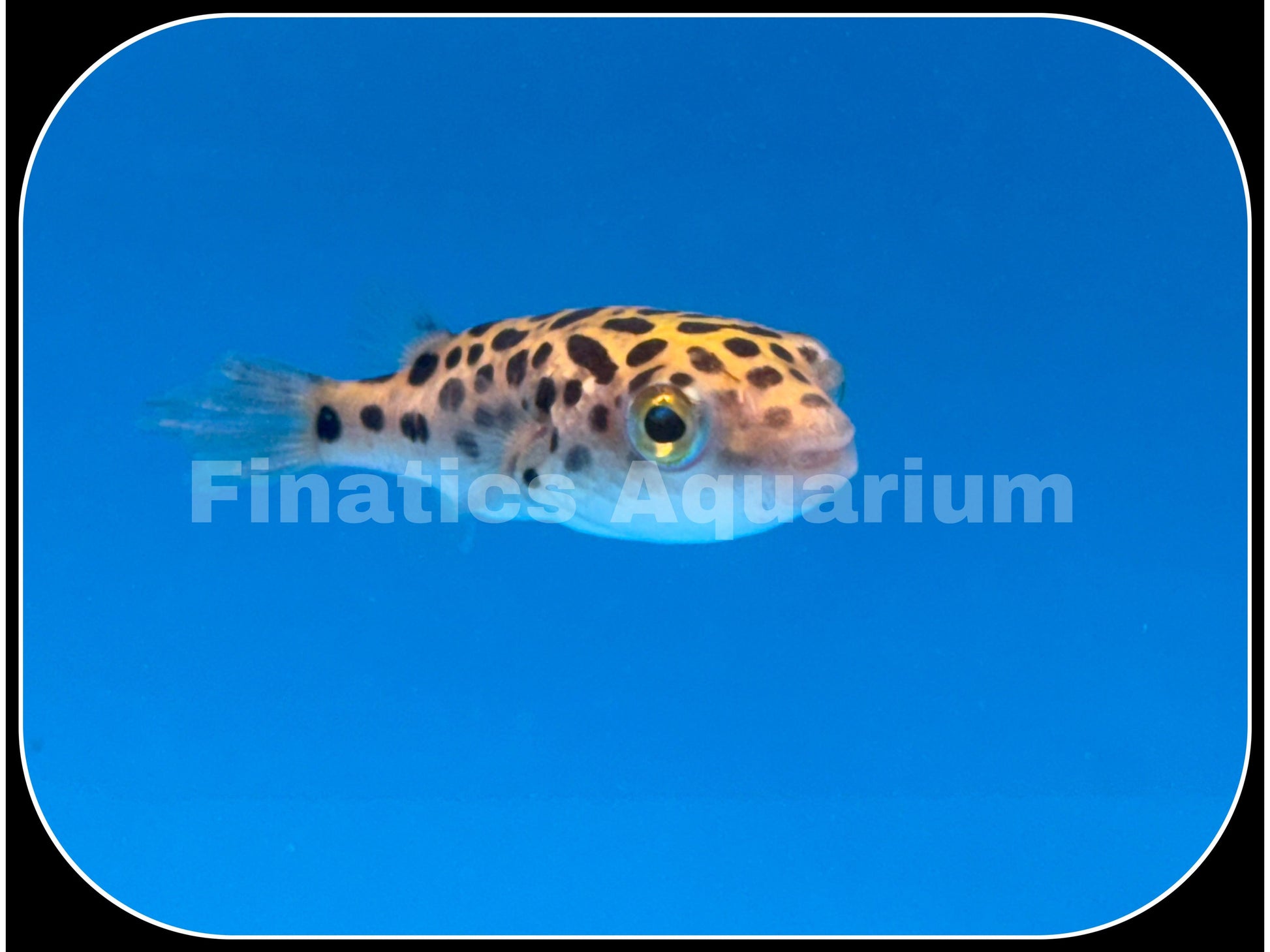 Green Spotted Puffer Fish Finatics Aquarium