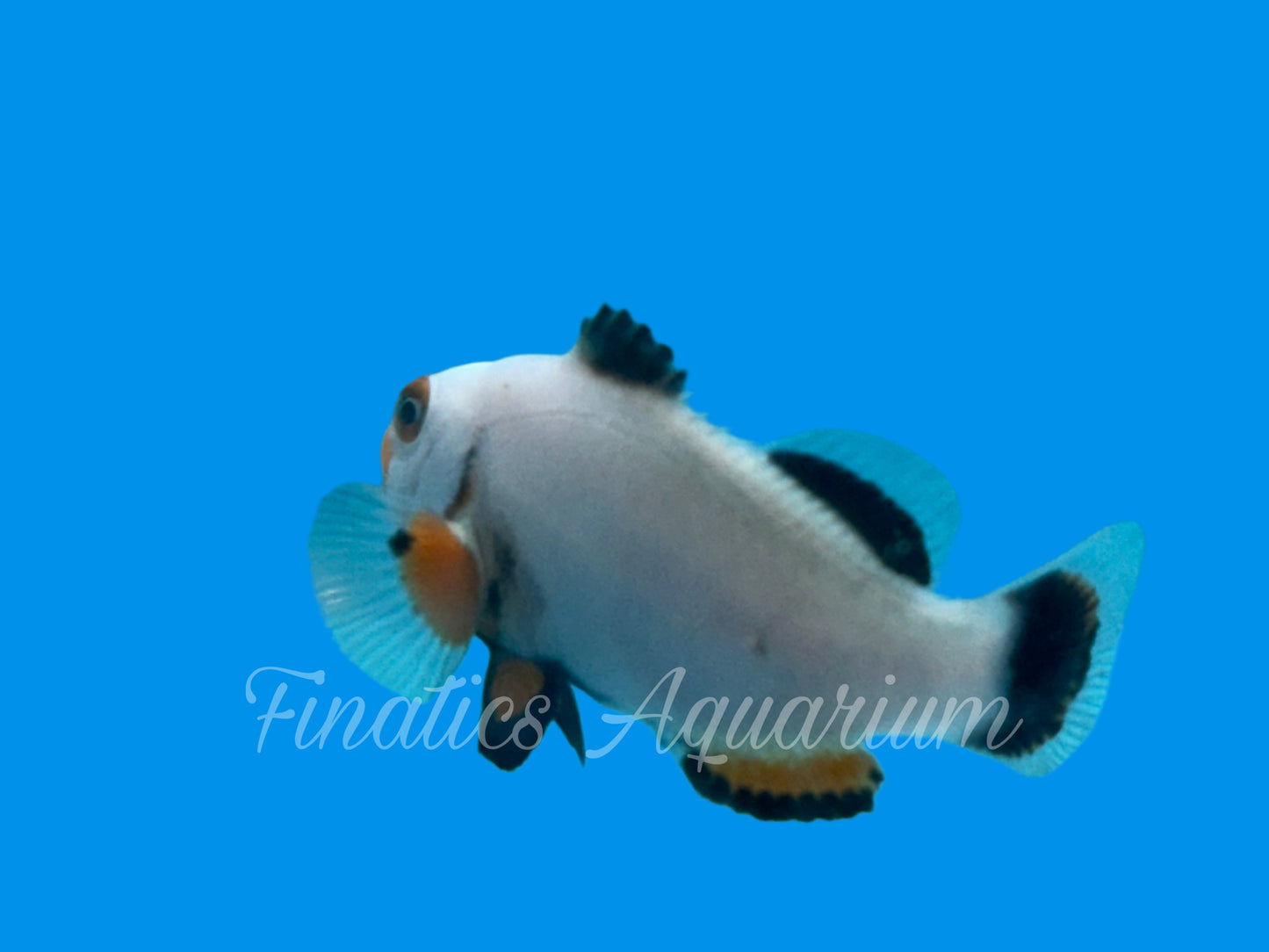 One Designer Clownfish WYSWYG #106 Saltwater Fish