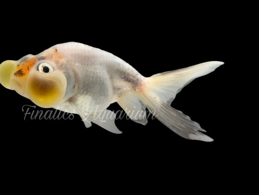 R2024 Bubble Eye Goldfish WYSWYG  (Item #R2024)