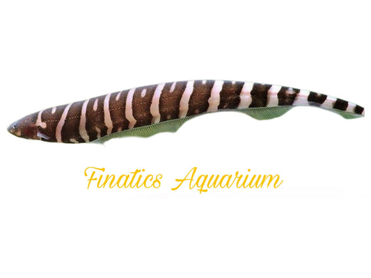 One Macana Zebra Knife Fish Approx 4-6”