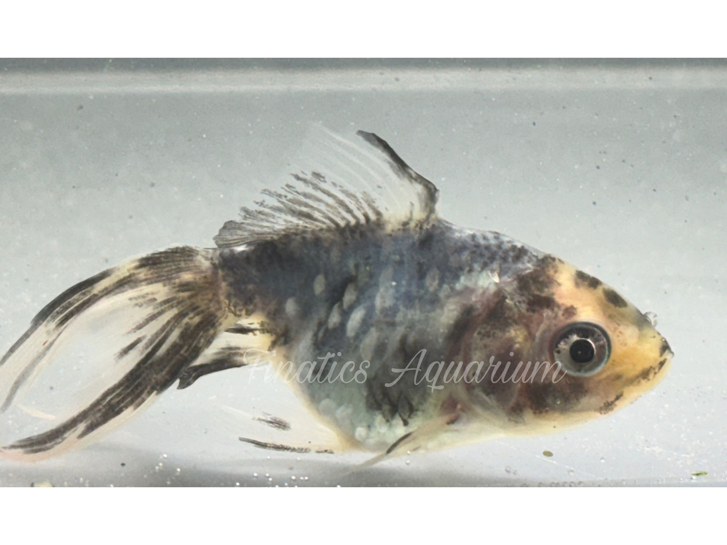 R1043 Oranda Goldfish WYSWYG (Item #1043)