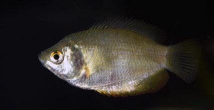 One Dwarf Gourami  Male or Female Approx 1”  T1/298