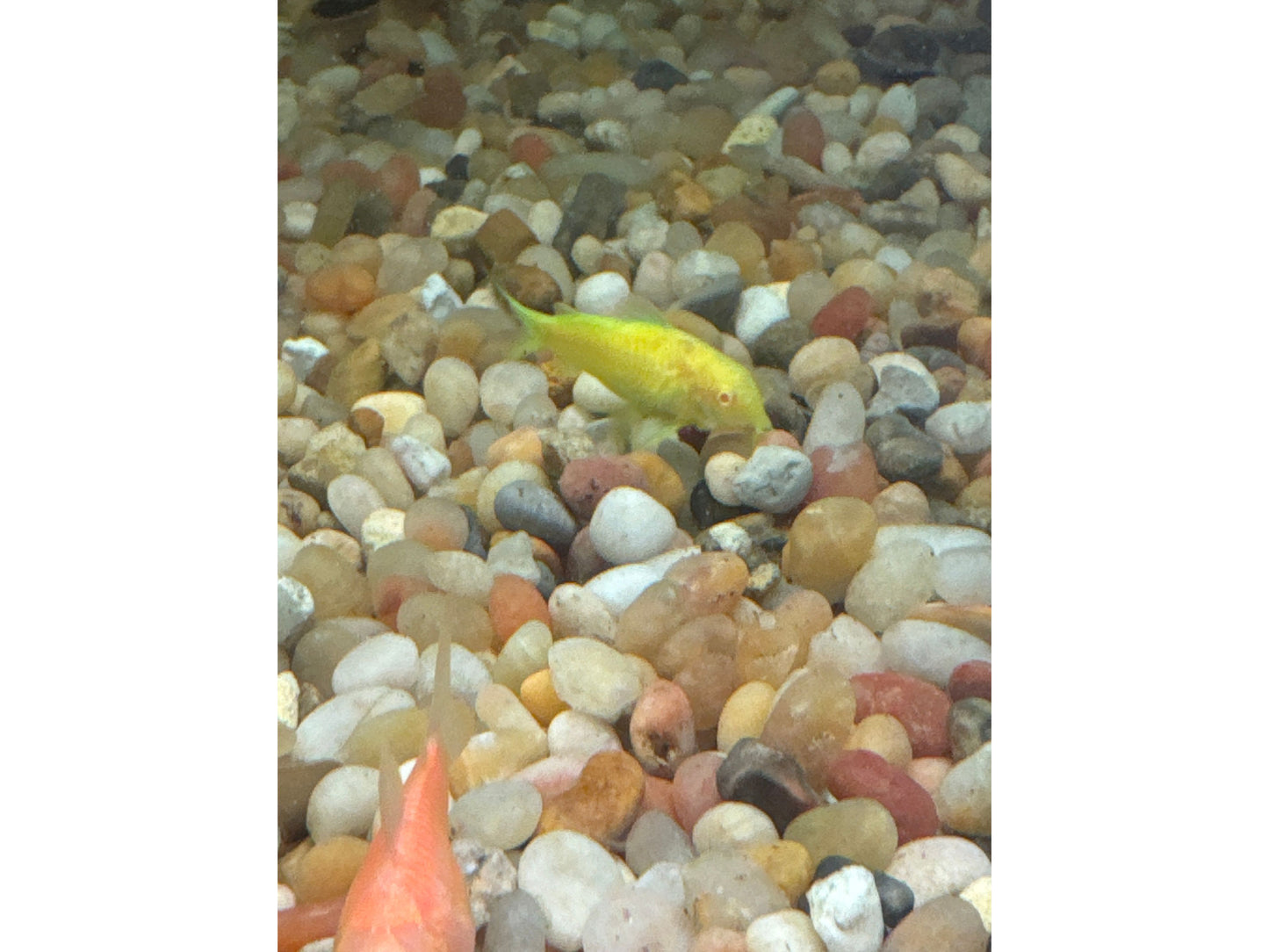 One Green Glo Corydora Fish Approx 1” T118