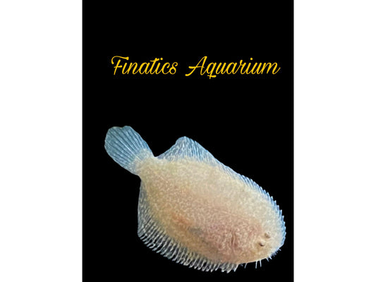 One Giant Peru Freshwater Flounder Approx 3-4”  Max size of Approx 8-9”