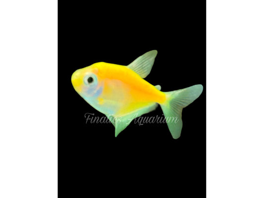 One Sunburst Glofish Skirt Tetra Glowfish