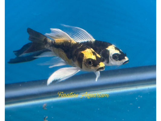 One Koi Butterfly Mayan Approx 3”