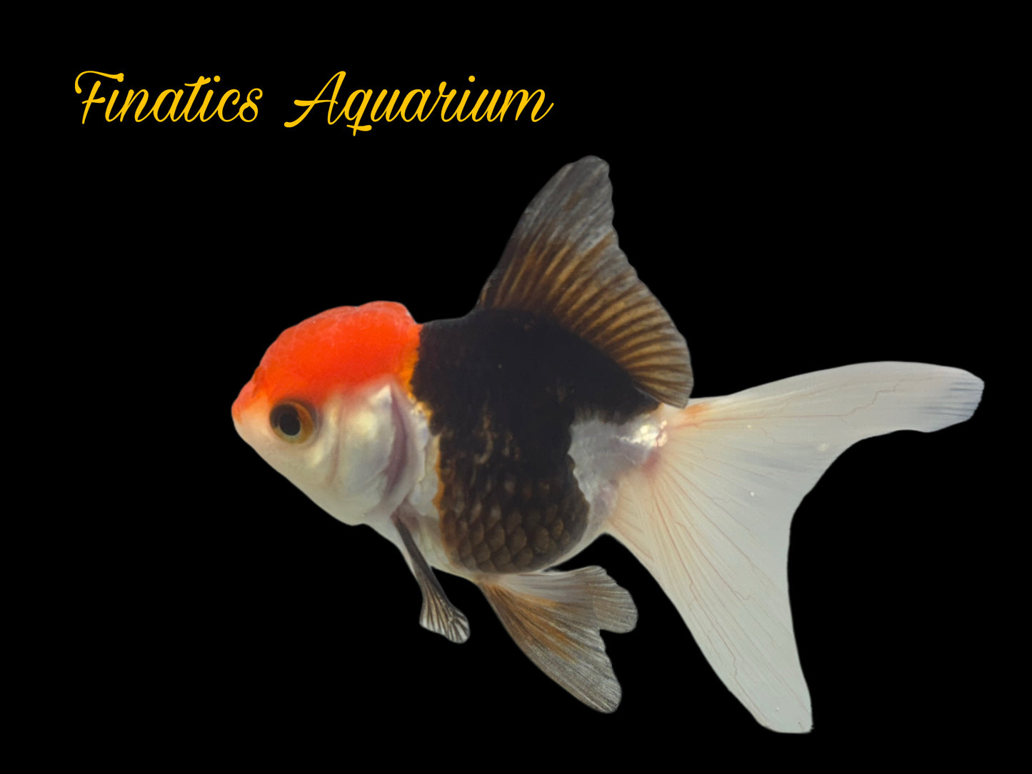 One Oranda Goldfish Approx 2-3”  WYSWYG  r1024