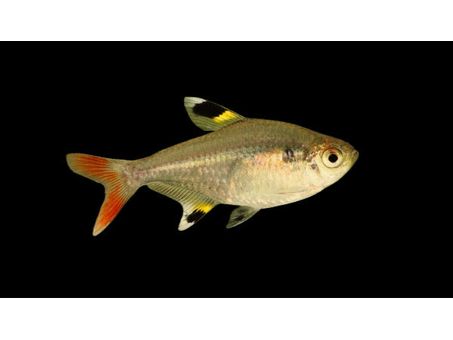 One X-Ray Glass Tetra (T5)