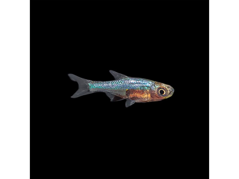 One Axelrodi Neon Blue Rasbora Nano Fish – Finatics Aquarium