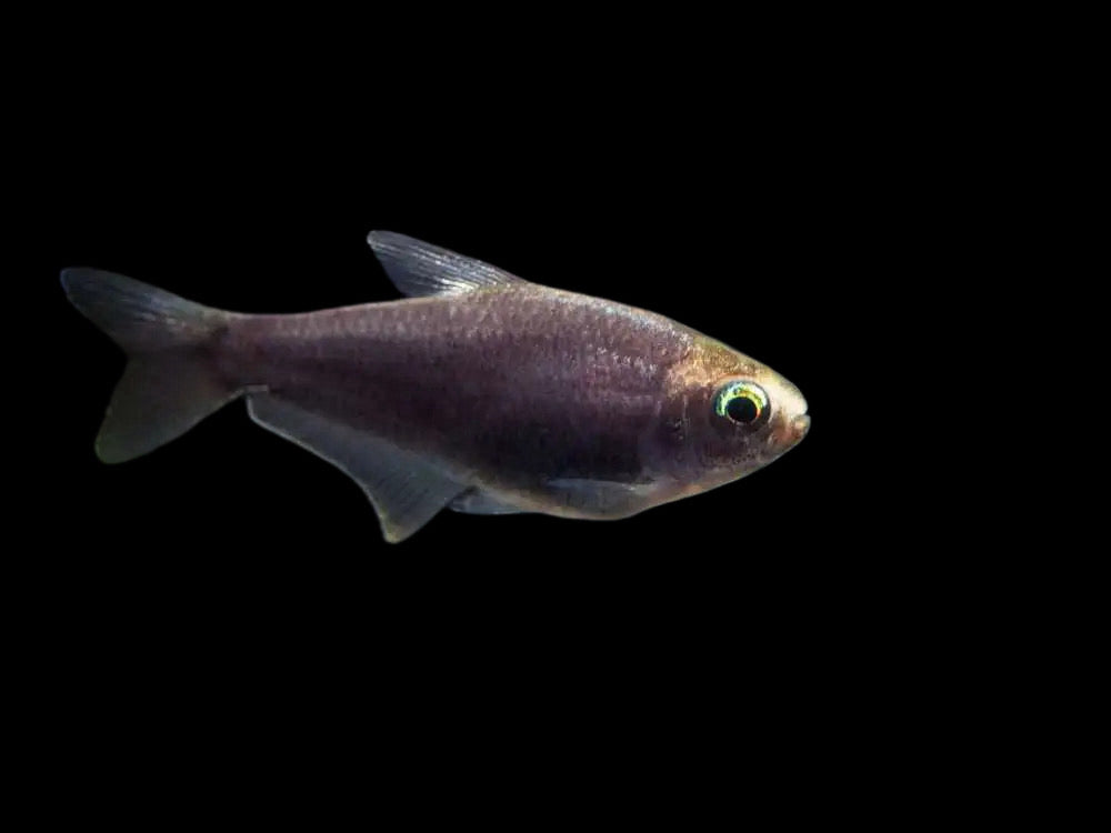 One Emperor Black Tetra (T27) Approx 1"