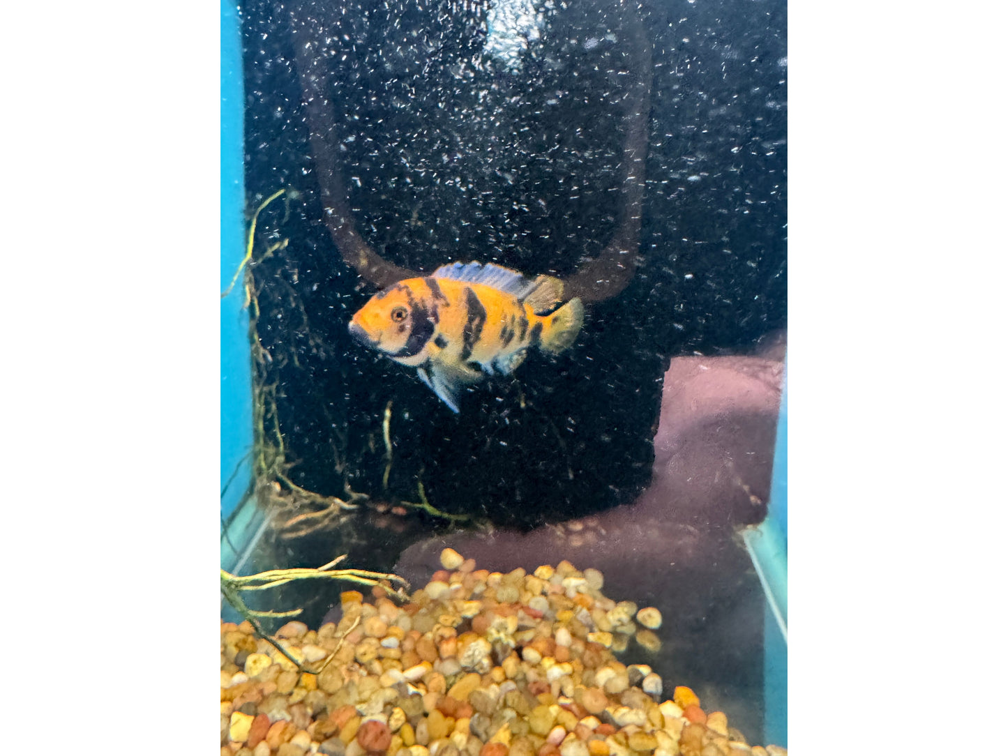 African - Zebra Red Blotch Approx 3-4"