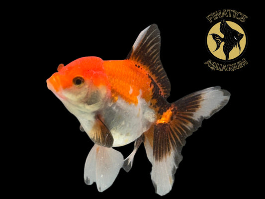 R2112 Thai Oranda Goldfish WYSWYG  (Item #R2112) Approx 4-5”