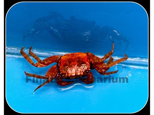 Tomato Crab - Freshwater