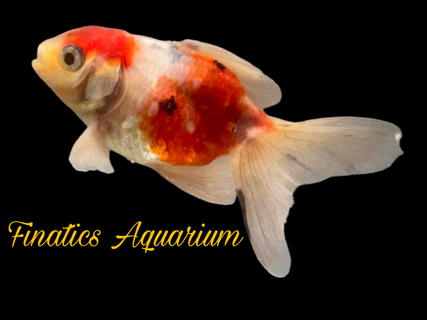 One Oranda Goldfish Approx 2”  WYSWYG  r2043