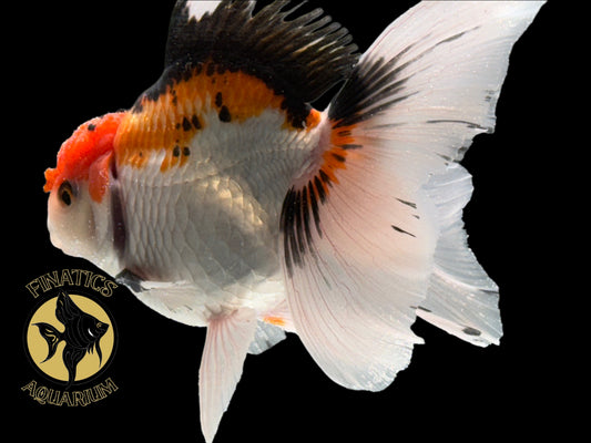 R2111 Thai Oranda Goldfish WYSWYG  (Item #R2111) Approx 4-5”