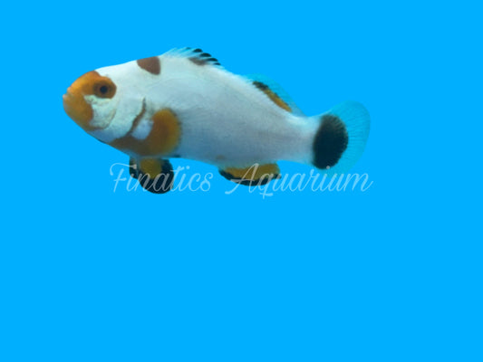 One Designer Clownfish WYSWYG #102 Saltwater Fish