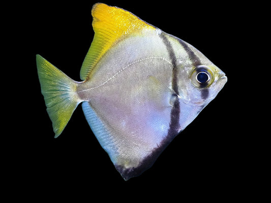 One Mono Argenteus Fish Freshwater