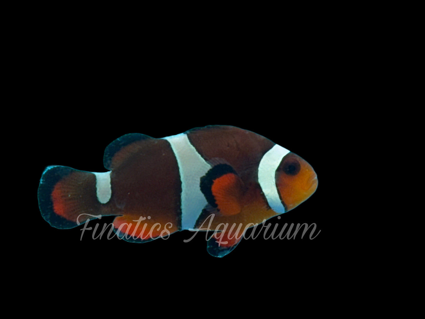 One Designer Clownfish WYSWYG #101 Saltwater Fish