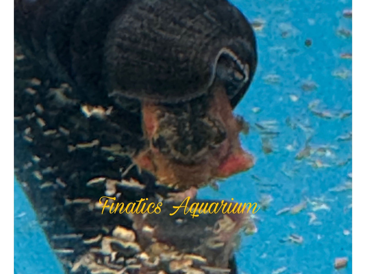 Volcano Rabbits Snails One Volcano Rabbit Snail - Coloring May Vary – Finatics Aquarium