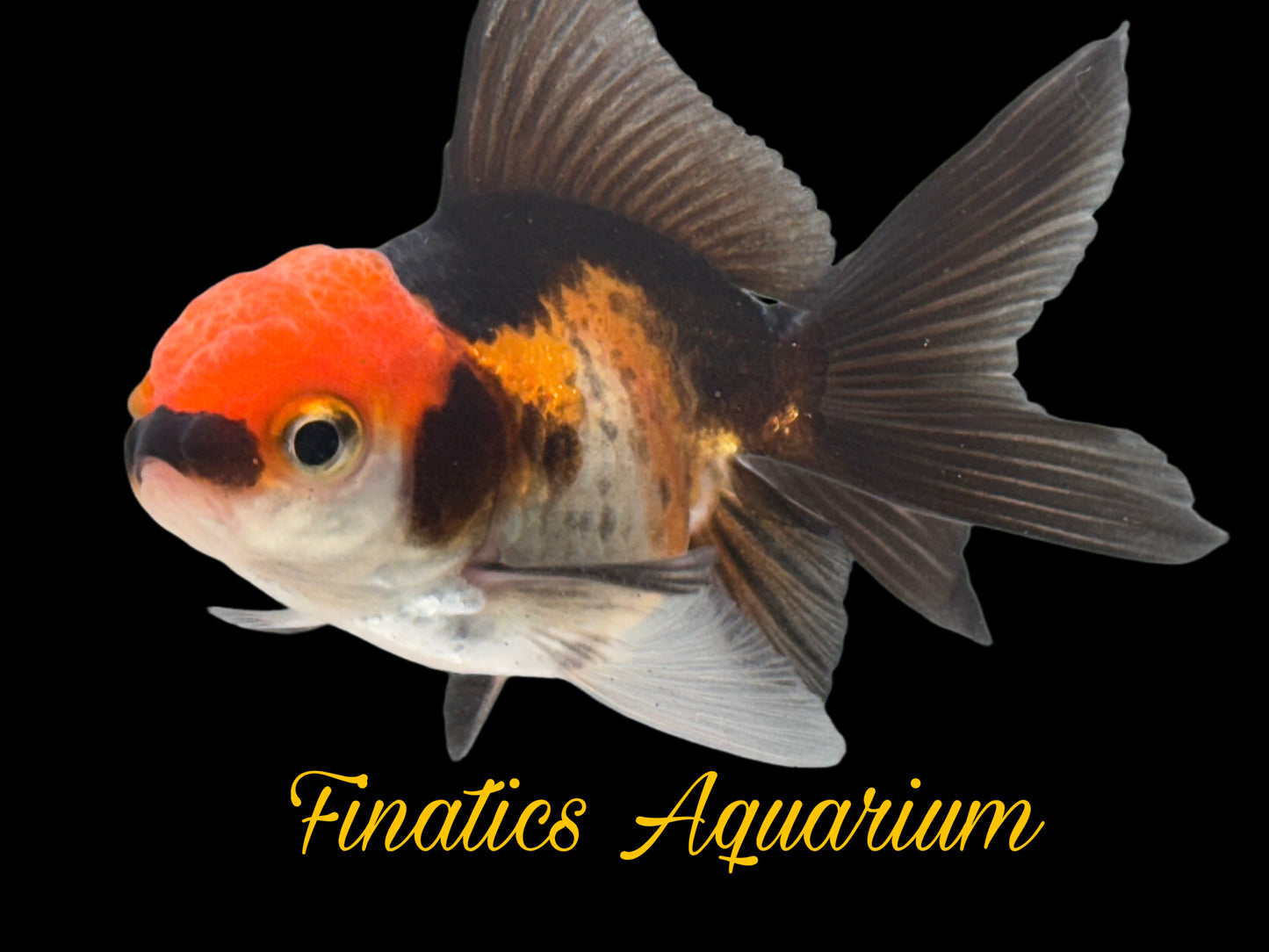 R2301 Oranda Goldfish WYSWYG  Approx 2”