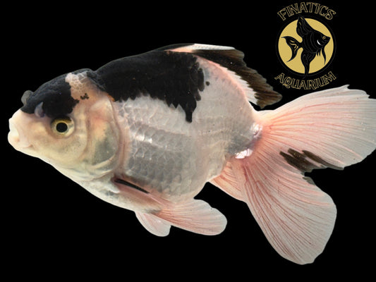 R2113 Thai Oranda Goldfish WYSWYG  (Item #R2113) Approx 4-5”