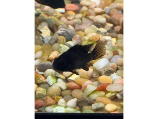 Dark Knight Black Ram