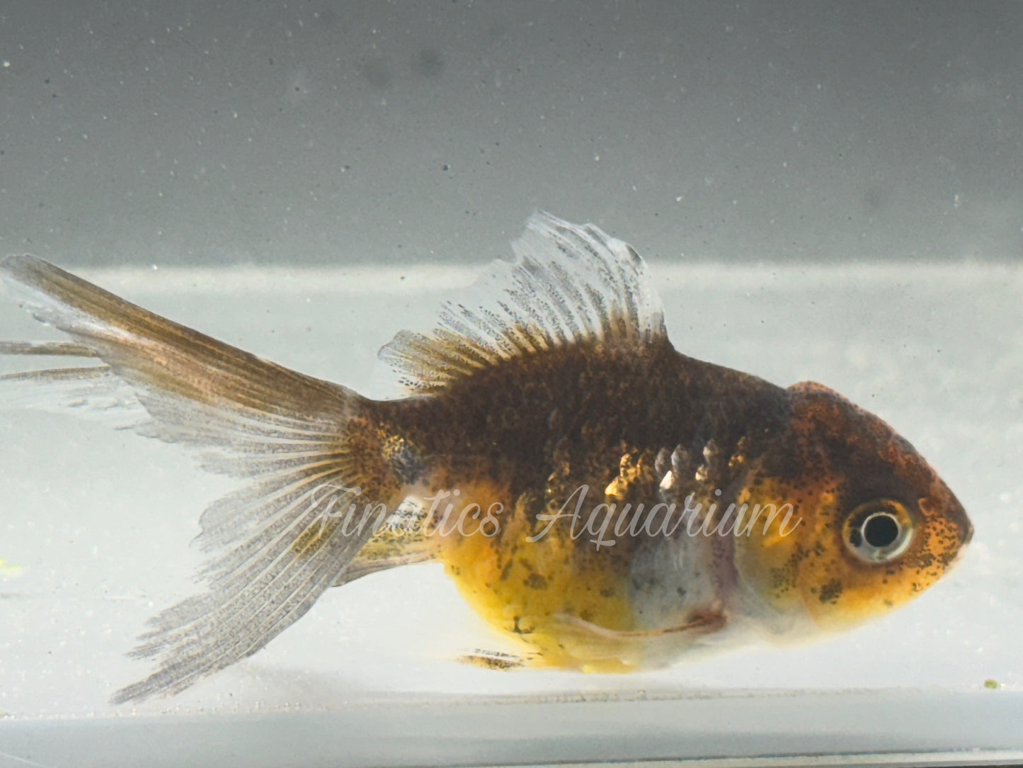 R1049 Oranda Goldfish WYSWYG (Item #1049)