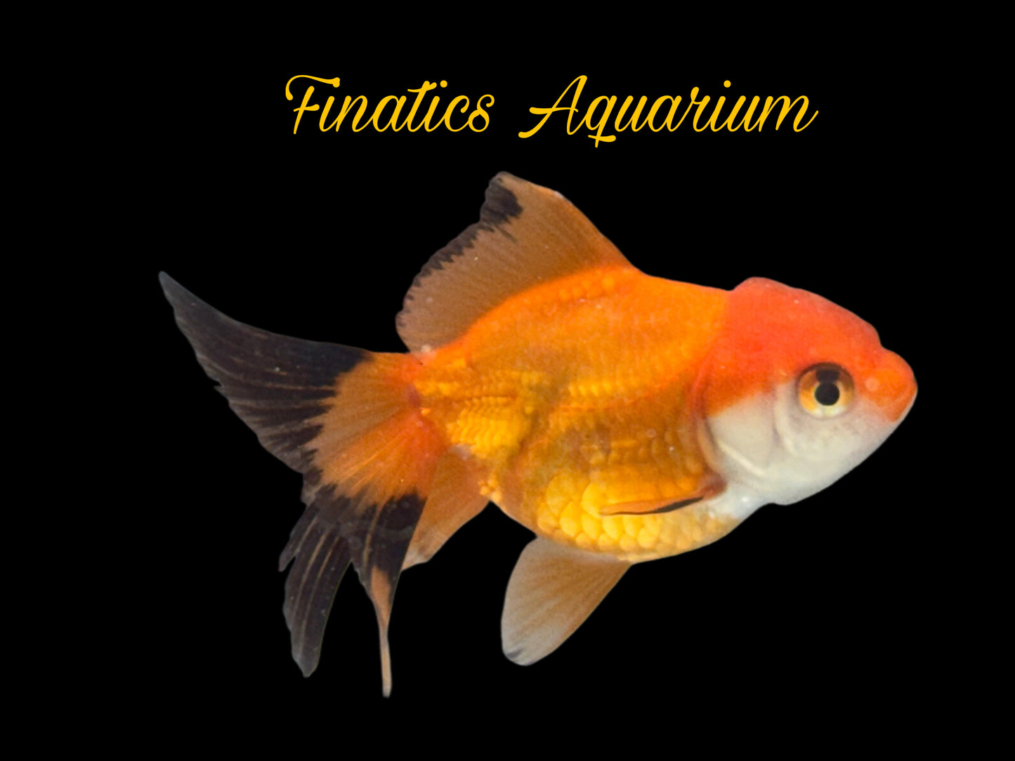 One Oranda Goldfish Approx 2-3”  WYSWYG  r2030