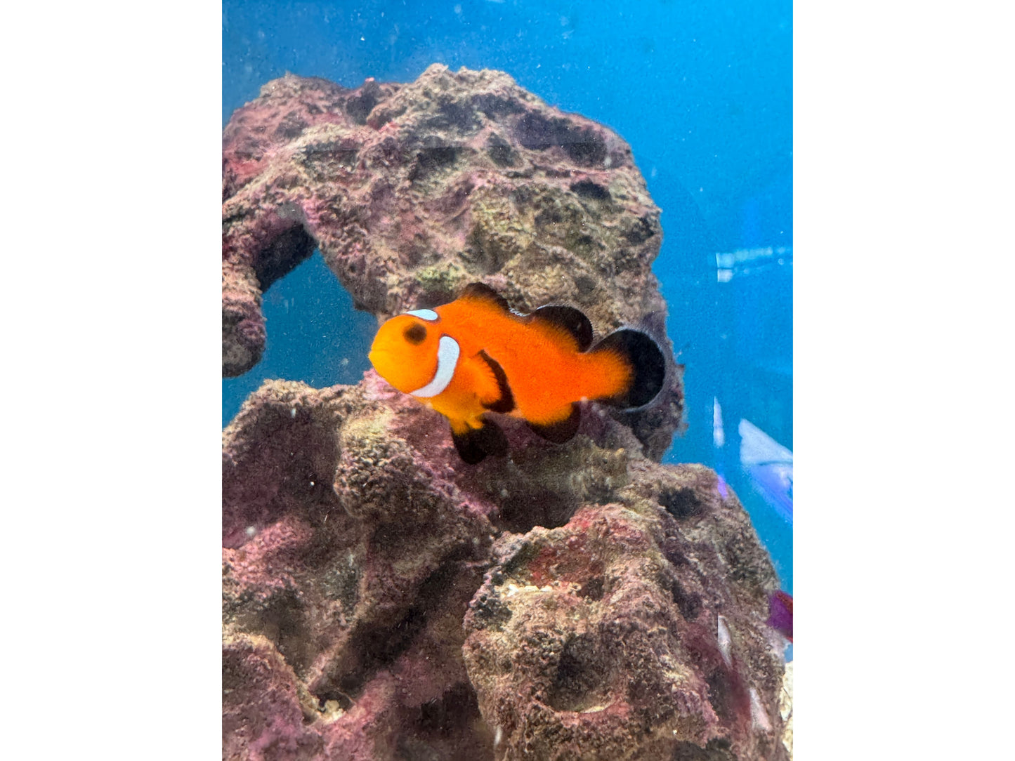 Orange Domino Clownfish