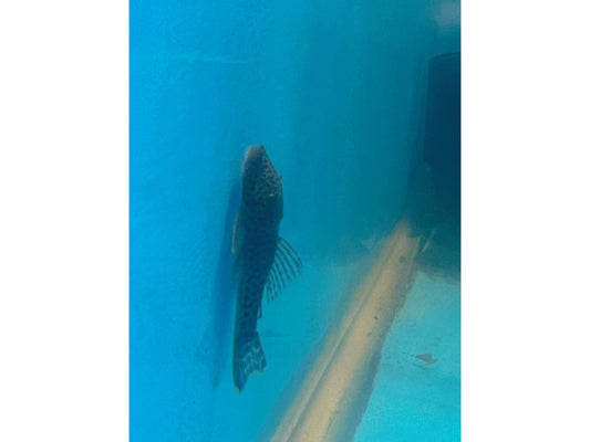 Sovichthys Rubbernose Pleco