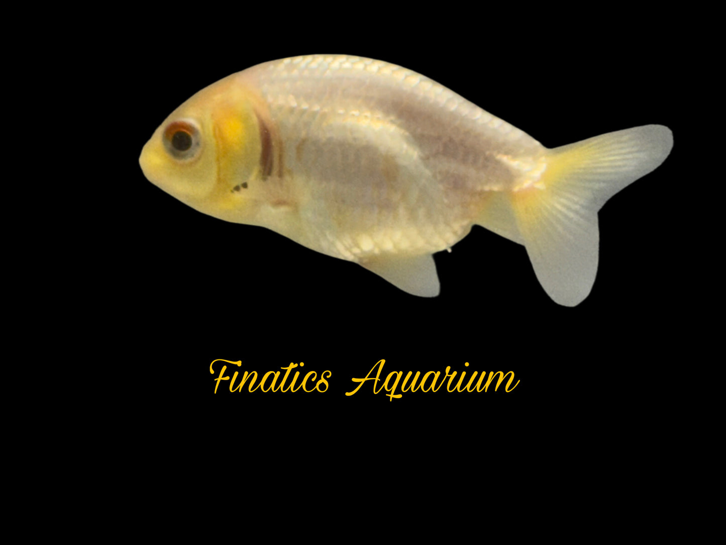 One Lion Head Ranchu Goldfish Approx 2”  WYSWYG  r2039