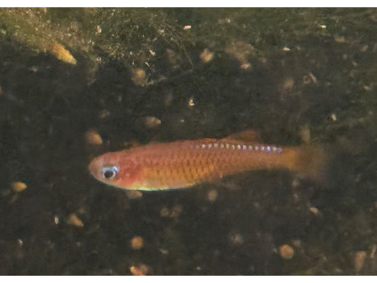 Paska’s Red Neon Rainbowfish