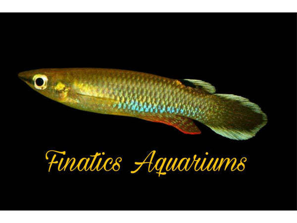 One Blue Panchax Killifish Approx .75-1