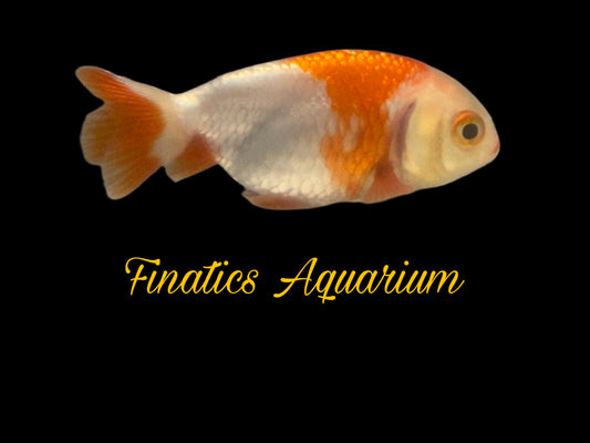 One Lion Head Ranchu Goldfish Approx 2”  WYSWYG  r2040