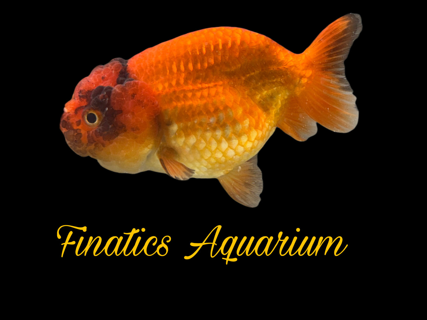 One Thai Lionchu Ranchu Goldfish Approx 4-5” WYSWYG R1002