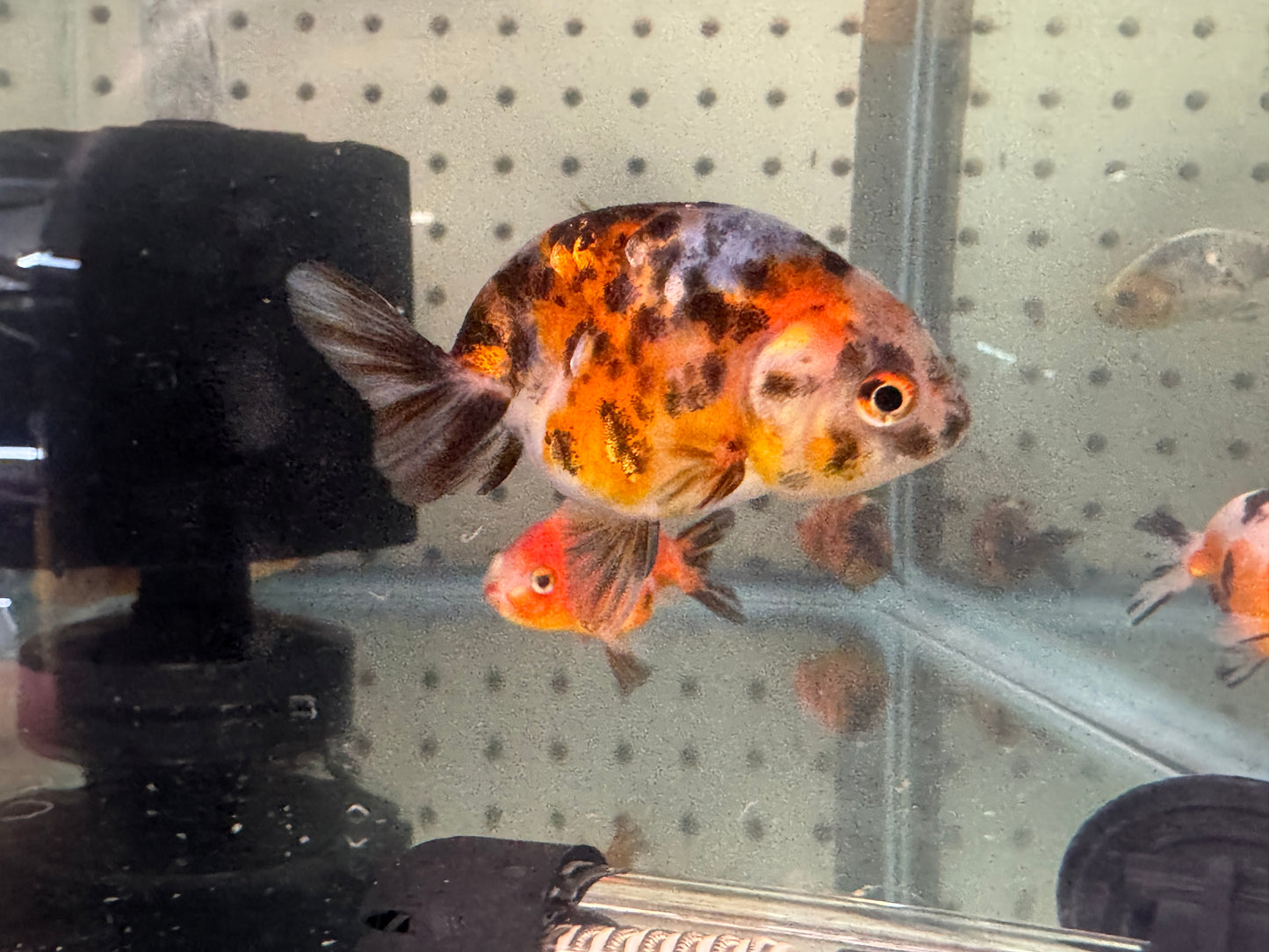 One Calico Ranchu Goldfish Approx 2-3"