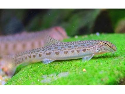 One Siberian Spiny Loach