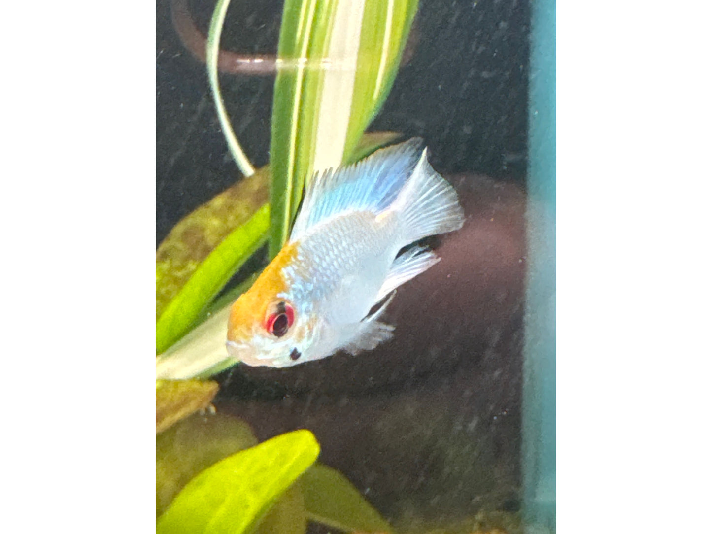 Electric Blue Balloon Ram