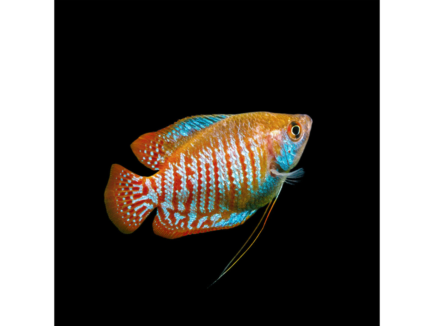One Dwarf Gourami  Male Approx 1” T1