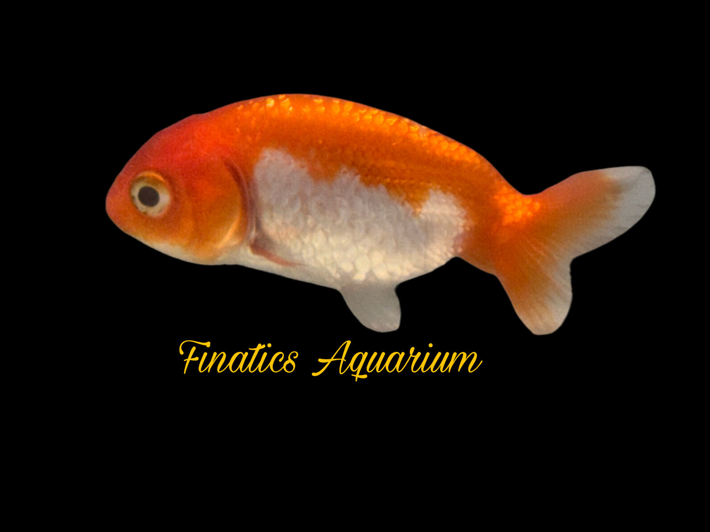 One Lion Head Ranchu Goldfish Approx 2”  WYSWYG  r2037