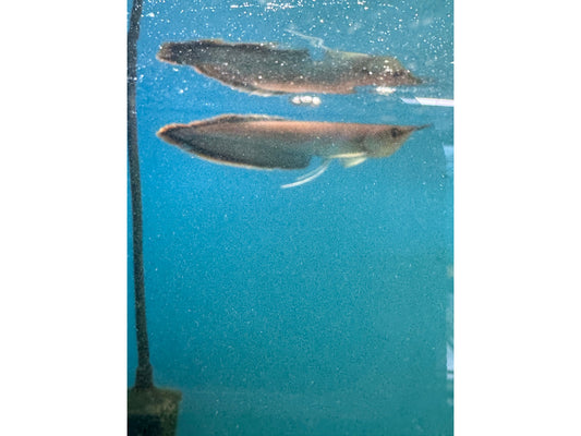 Black Arowana 3"