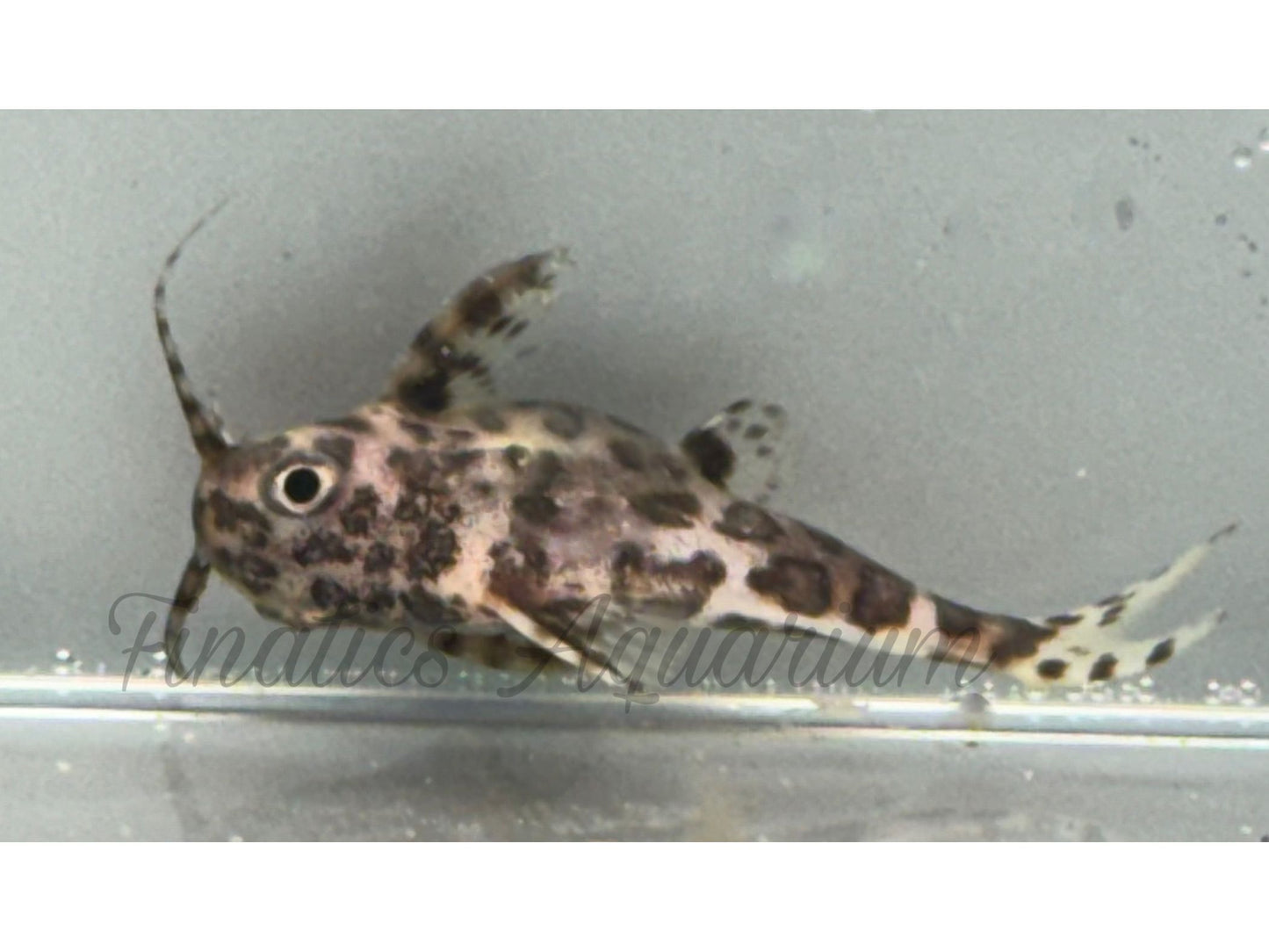 One Synodontis Upside Down Catfish