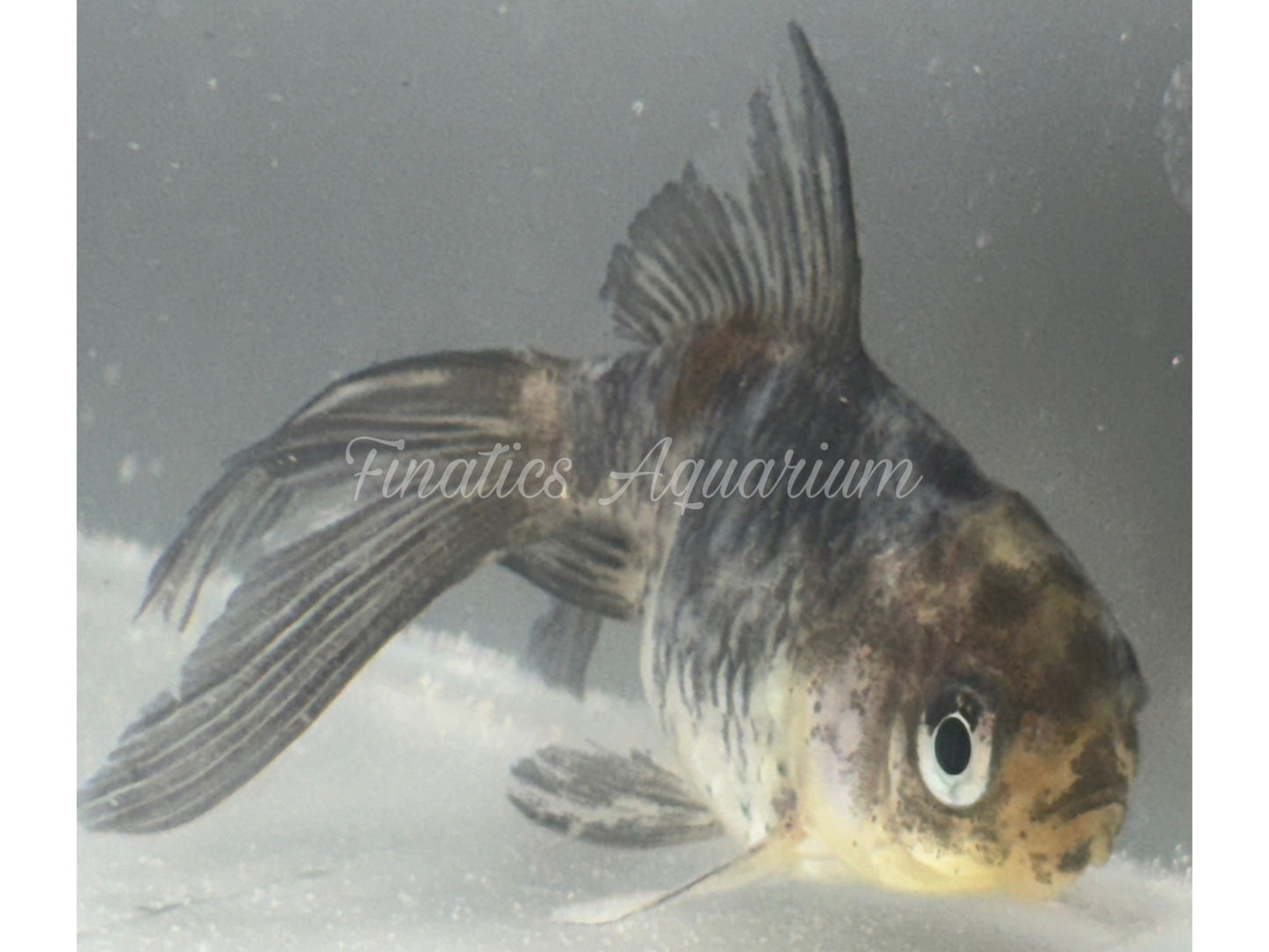 Oranda Goldfish SAC