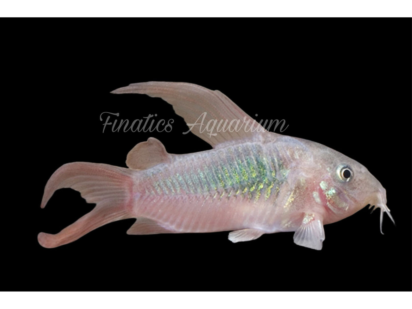 One Longfin Aeneus Bronze Corydora Catfish