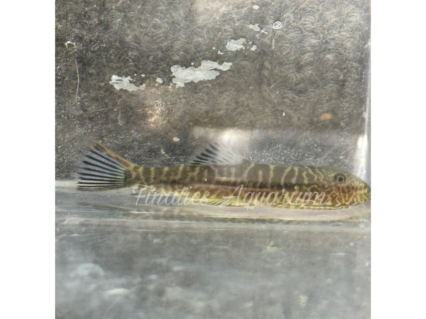 One Blue Zebra Hillstream Loach 1-2" Approx