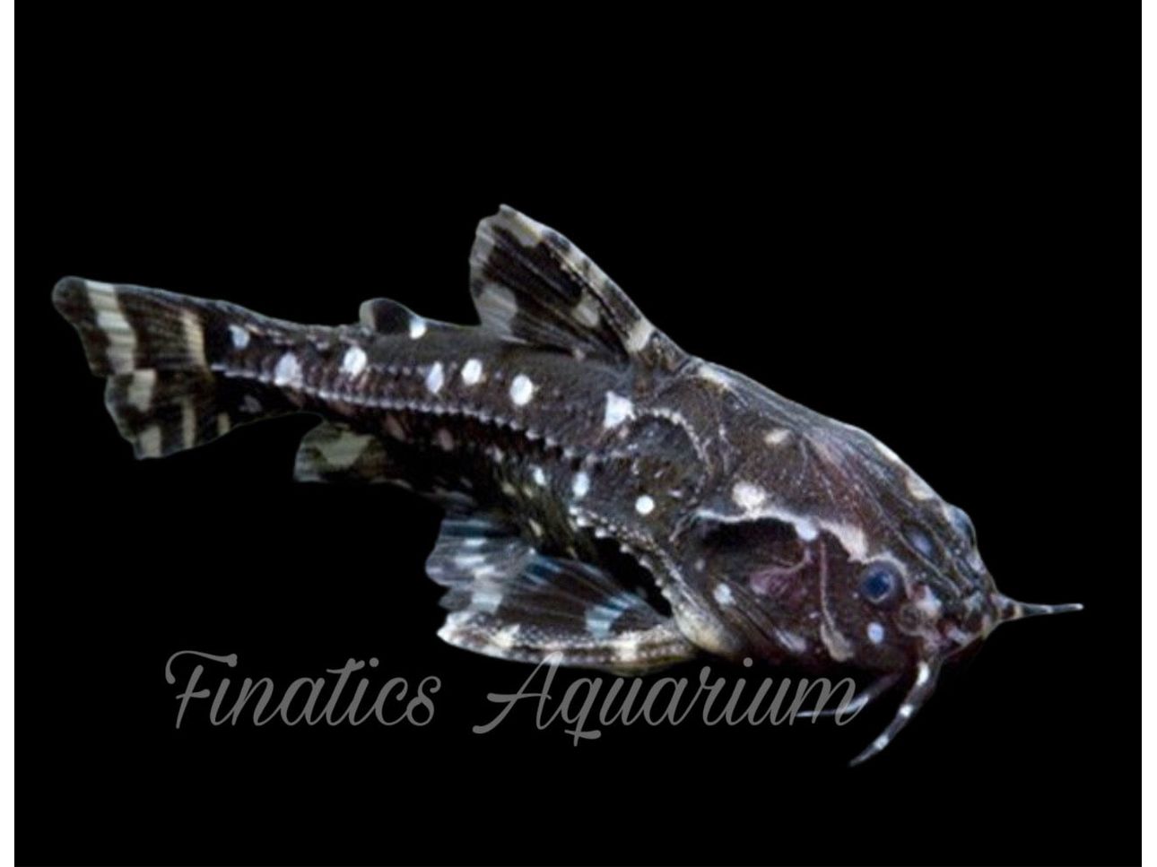 One Spotted Raphael Catfish T1819 Approx 1-2.5"