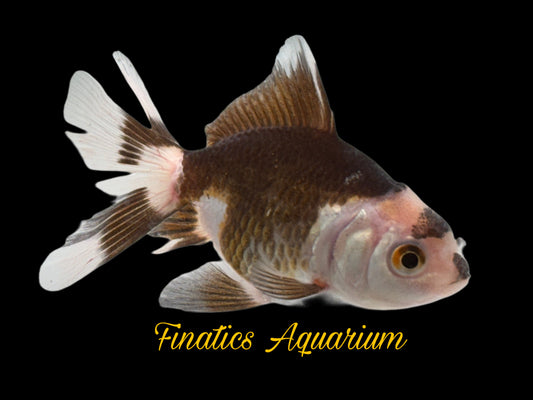 R2136 Oranda Goldfish WYSWYG  (Item #R2136) Approx 2”