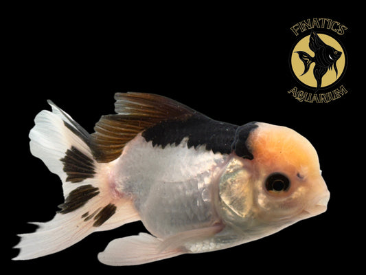 R2118 Thai Oranda Goldfish WYSWYG  (Item #R2118) Approx 2-3”