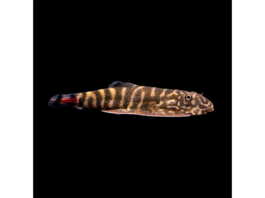 One Red Tail Hillstream Loach