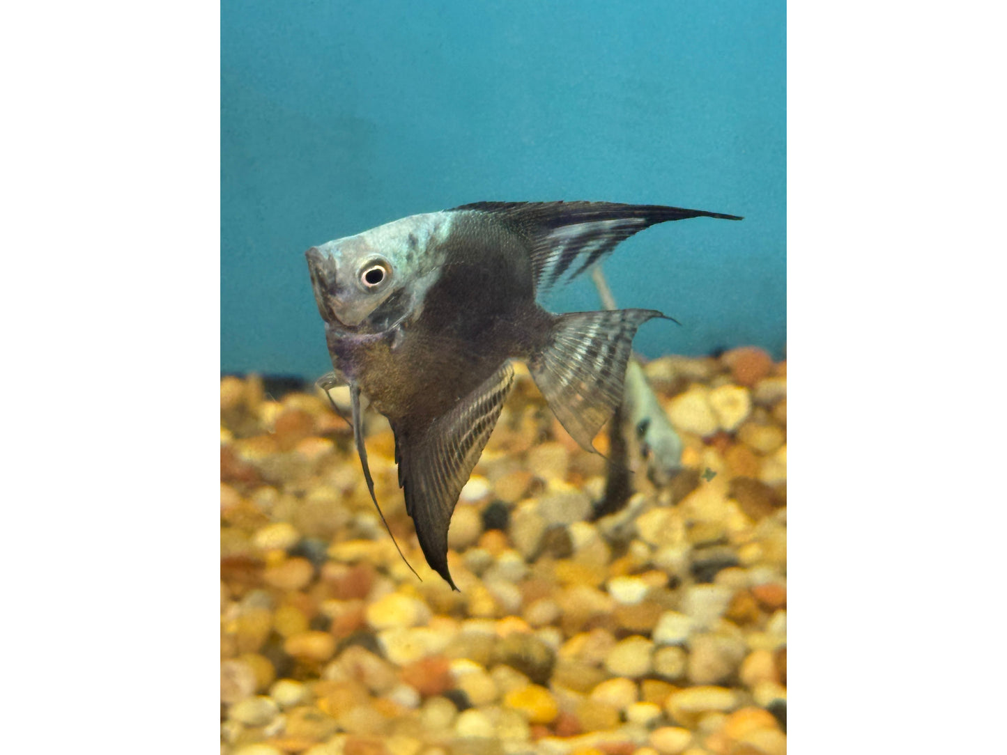 Avatar Blue Angelfish Approx 2-3”